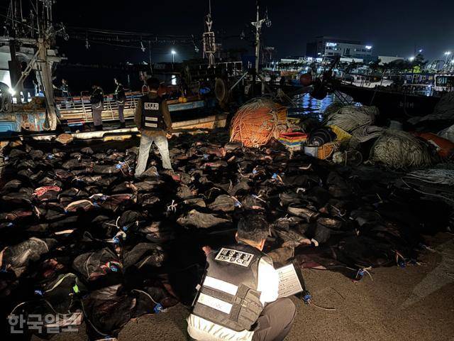 ▲포항해경 형사들이 지난 7일 포항시 북구의 한 항구에서 자루 165개에 담긴 불법 포획 밍크고래 고기를 살펴보고 있다. ⓒ포항해양경찰서 제공