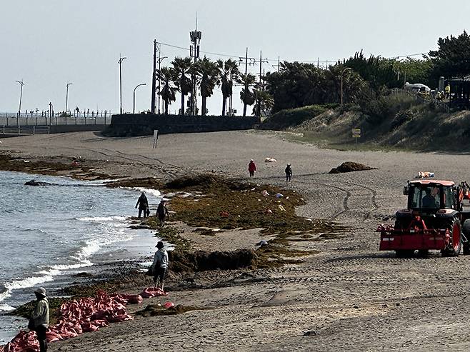 12일 제주시 이호테우해변에서 해안에 밀려온 괭생이모자반을 수거하고 있다.