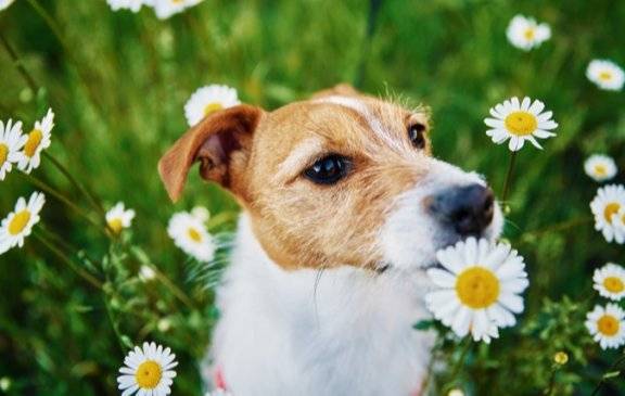 봄꽃에는 반려견 생명을 위협하는 독성물질이 들어 있을 확률이 높다. GETTYIMAGES