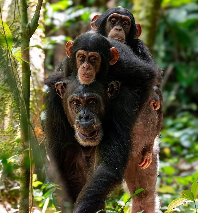 쌍둥이를 등에 업고 가는 어미 침팬지  [Antoine Valet, Tai Chimpanzee Project 제공. 재판매 및 DB 금지]