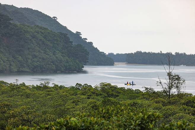우라우치가와 맹그로브 숲 [사진/임헌정 기자]