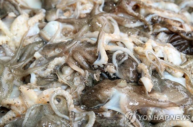 주꾸미 [연합뉴스 자료사진]