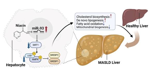 연구 그림 유전물질 miR-93이 대사 이상 지방간을 유발하는 발병 기전과 니아신 기반 치료 효과를 나타낸 그림. [울산과학기술원 제공. 재판매 및 DB 금지]
