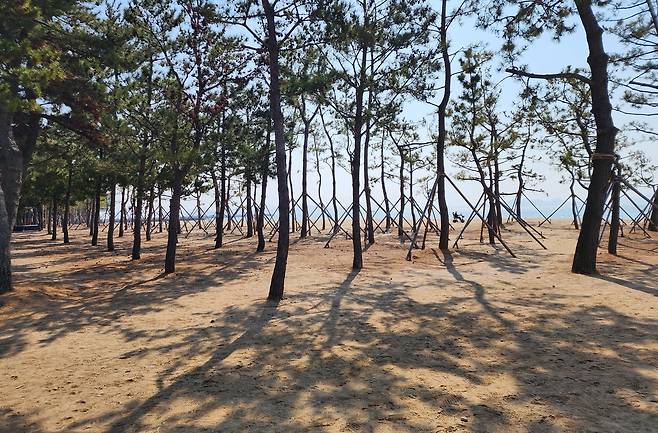 깨끗해진 보성율포솔밭해수욕장 [전남 보성군 제공]