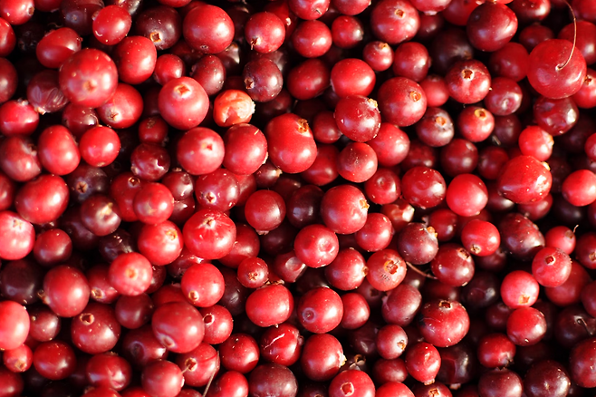 크랜베리