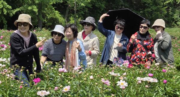14일 경남 밀양에서 왔다는 70대 여성 친구들이 알록달록 물든 화북면 자천리 작약꽃밭을 배경으로 기념촬영을 하며 함박웃음을 짓고 있다. 권오석 기자
