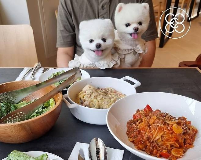 코코스퀘어의 반려동물 동반 레스토랑에서 반려견들이 가족들과 즐거운 시간을 보내고 있다(코코스퀘어 제공). ⓒ 뉴스1