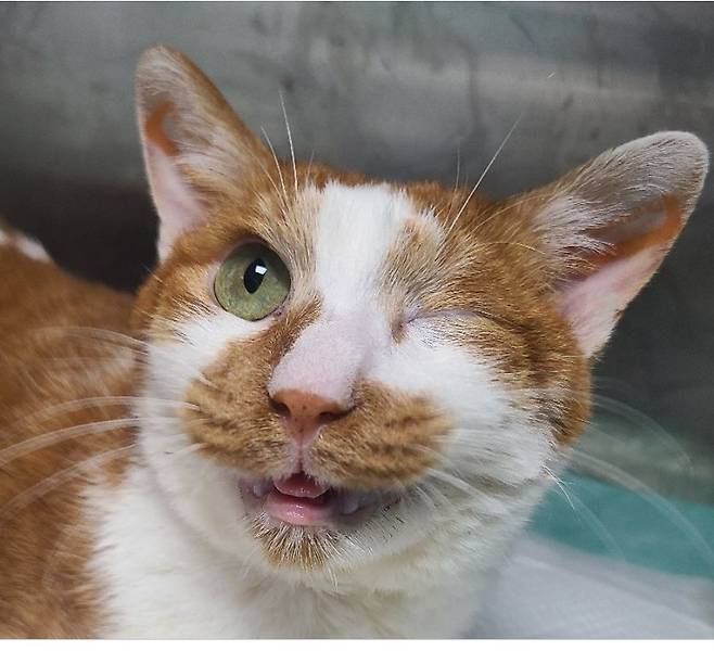 발치 후 통증이 사라진 코리(고려동물메디컬센터 제공) ⓒ 뉴스1