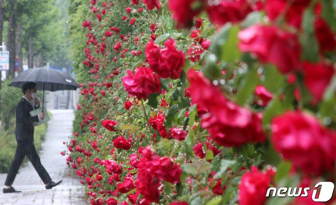 전국에 비가 내린 15일 오전 대전 서구 한 도로에 만개한 장미 옆으로 우산을 쓴 시민이 이동하고 있다. 2020.5.15/뉴스1 ⓒ News1 김기태 기자