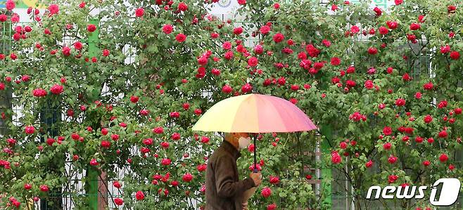 전국에 비가 내린 15일 오전 대전 서구 한 도로에 만개한 장미 옆으로 우산을 쓴 시민이 이동하고 있다. 2020.5.15/뉴스1 ⓒ News1 김기태 기자