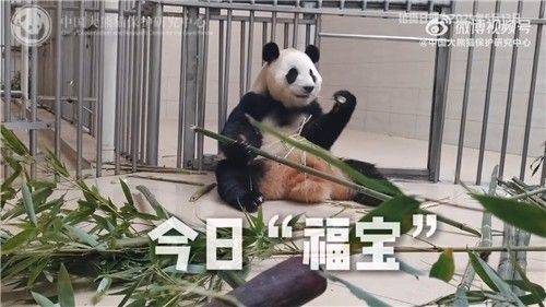 푸바오. 중국 자이언트판다보호연구센터 웨이보 갈무리