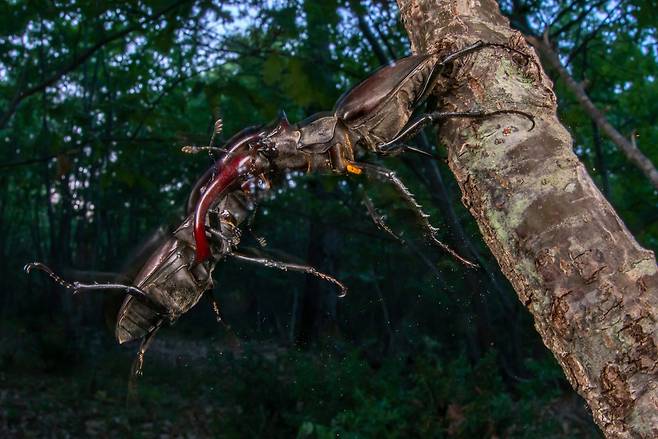 숲속으로 부문 우승작 '왕의 충돌'. 수컷 사슴벌레 두 마리가 싸움을 벌이고 있다. /이아코포 네로치/2025 ENVIRONMENTAL PHOTOGRAPHY AWARD