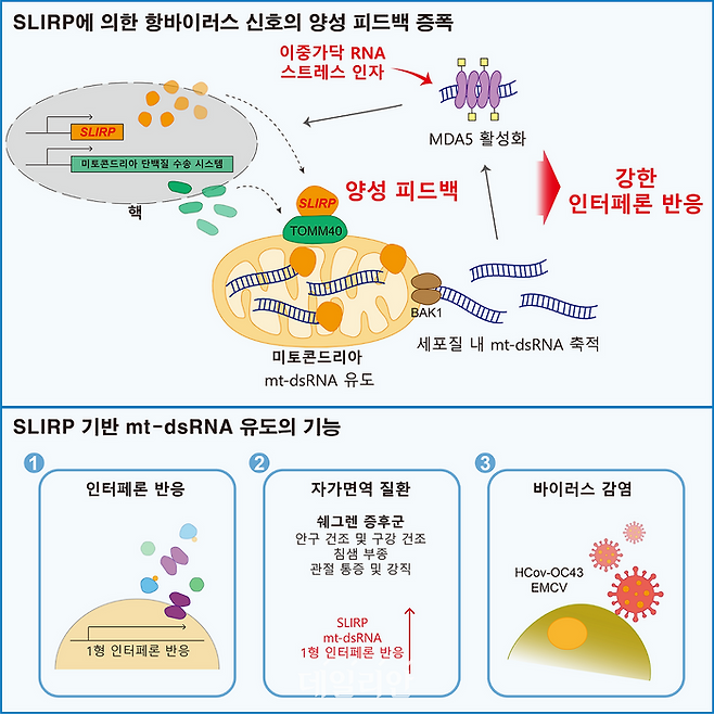 슬러프(SLIRP) 단백질에 의한 항바이러스 신호 증폭 모식도. ⓒ한국과학기술원
