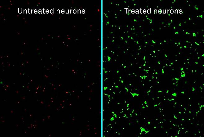치료하지 않고 방치한 신경세포(왼쪽, Untreated neurons)와 설탕 코팅 나노섬유 치료제를 적용한 신경세포(Treated neurons)를 현미경으로 관측한 이미지. 빨간색은 죽은 신경세포, 녹색은 살아있는 신경세포를 의미한다. Samuel Stupp랩 제공.