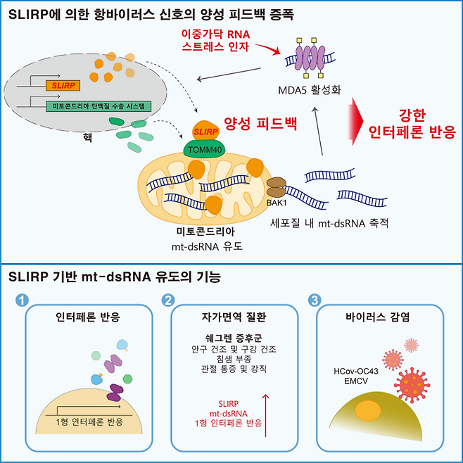 슬러프(SLIRP) 단백질에 의한 항바이러스 신호증폭 모식도