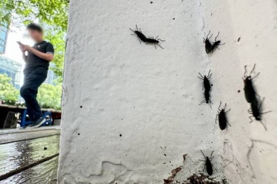 러브버그는 약 3년 전쯤부터 수도권 일대를 중심으로 등장했다. 암수 한 쌍이 꼬리를 맞대고 날아다니며 3일 내내 교미하고 다녀 러브버그라는 이름이 붙었다. 징그러운 생김새와 달리 러브버그는 해충은 아니다. 사진은 지난해 6월 20일 서울 도심에 출몰한 러브버그의 모습. 뉴스1