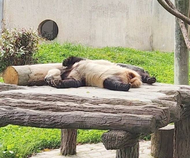 최근 보름사이 활동성이 급격히 둔화된 푸바오가 고개를 꺾은채 누워있다.