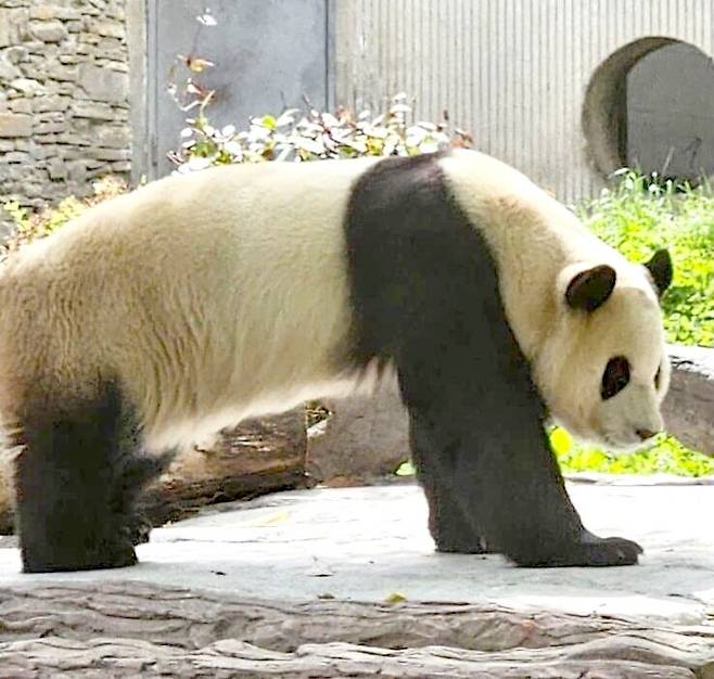 최근 잠만 자다가 잠시 일어나는 푸바오