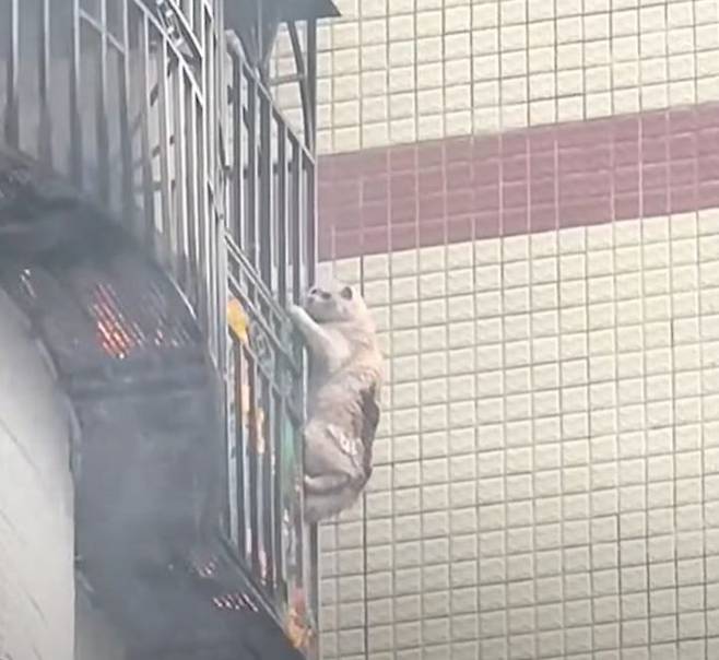 [서울=뉴시스] 불타는 아파트의 4층 난간에 매달려 있던 고양이가 소방관들에게 극적으로 구조돼 감동을 주고 있다. (사진=사우스차이나모닝포스트 캡처) 2025.05.13 *재판매 및 DB 금지