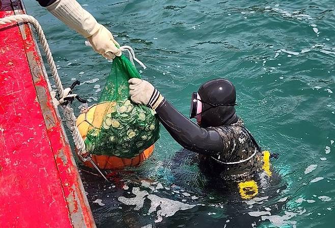 [여수=뉴시스] 여수시가 수산 자원 회복과 어업 소득 등대를 위해 전복 등 종자를 방류하고 있다. (사진=여수시 제공) 2025.05.14. photo@newsis.com *재판매 및 DB 금지