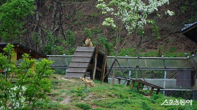 영주 여우생태관찰원에서 보호중인 토종 붉은여우. 멸종 위기 야생동물 1급으로 이곳에서 종족 보존과 증식, 야생적응훈련, 보호 등을 실시하고 있다                        영주｜김재범 기자 oldfield@donga.com
