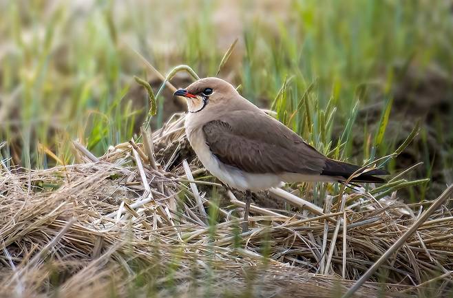 제비물떼새 [조현표 씨 제공. 재판매 및 DB 금지]
