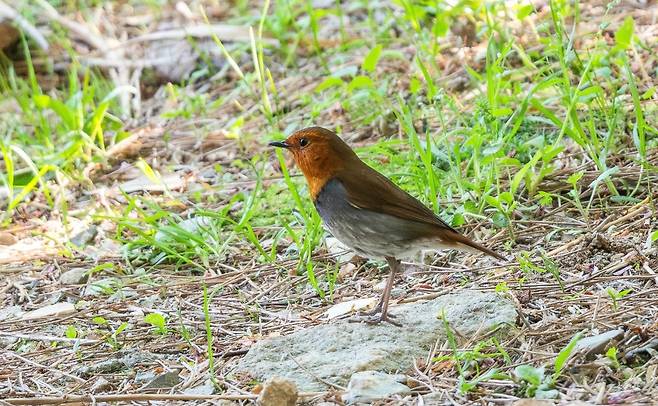 붉은가슴울새 [김태훈 씨 제공. 재판매 및 DB 금지]