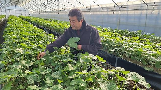 곤달비 관비 고설재배 [강원 고성군 제공. 재판매 및 DB 금지]