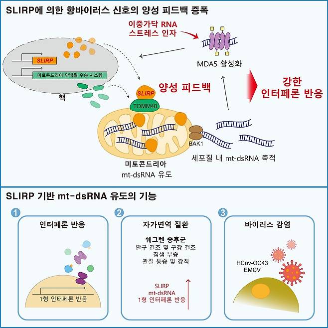슬러프 단백질에 의한 항바이러스 반응 모식도  [KAIST 제공. 재판매 및 DB 금지]