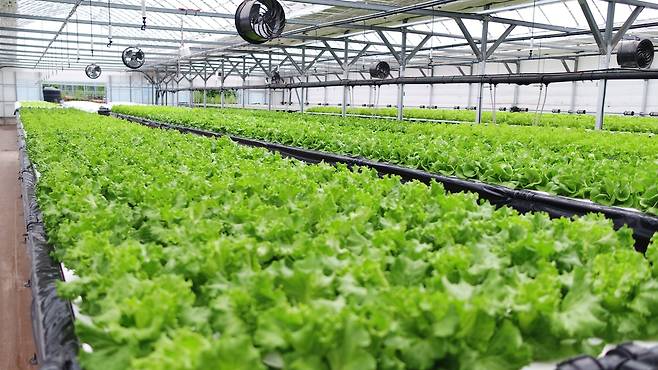 간이형 엽채류 수경재배 실증 [강릉시 제공. 재판매 및 DB 금지]