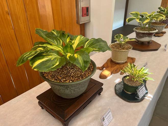 한국비비추 전시 모습. 사진=한수정 제공.