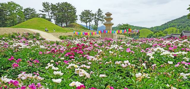 경주 서악동 삼층석탑 주변의 작약꽃단지. 경주시 제공