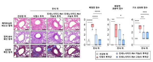 인삼 유래 성분 gRb1, 천식 동물모델에서 폐 염증·점액·섬유화 개선 효과 확인 자료사진, 한국한의학연구원 제공
