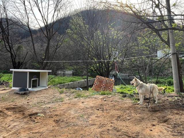 경북 안동시에 사는 개에게 긴 와이어 목줄을 달아 활동 반경을 넓혀 준 모습. 동물보호단체 라이프 제공