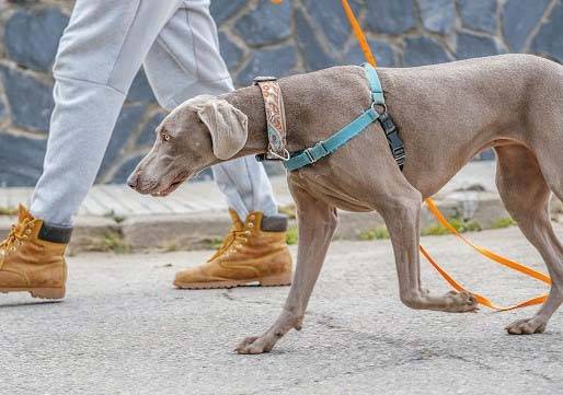 개에게 물릴 것이라고 전혀 예상하지 못하는 상황에서도 개 물림 사고가 발생할 수 있다. /사진=게티이미지뱅크