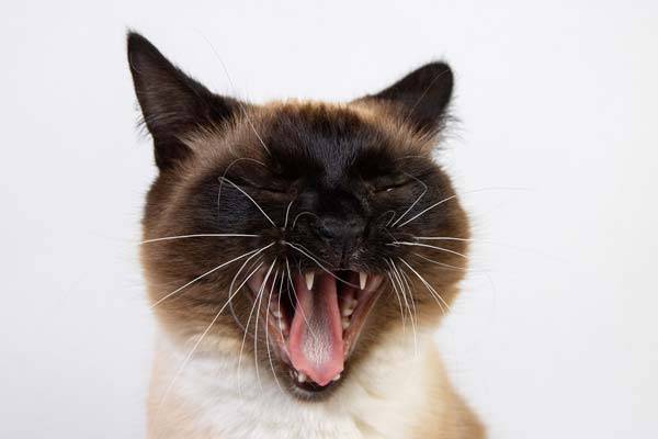 고양이의 기침이나 호흡 곤란이 지속된다면 천식을 의심해볼 필요가 있다./사진=게티이미지뱅크