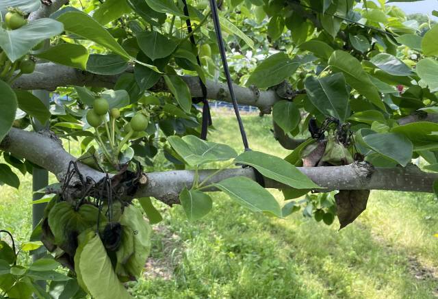 과수화상병. 강원도민일보 자료 사진