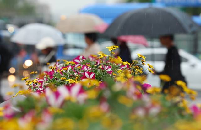 ▲ 서울 종로구 세종로사거리에 심어진 화단 뒤로 우산을 쓴 시민이 길을 지나고 있다. 연합뉴스