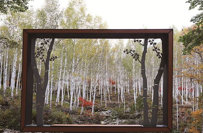 영양 자작나무 숲=사진 영양군