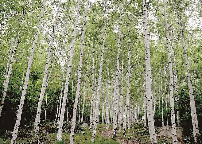 영양 자작나무 숲=사진 영양군