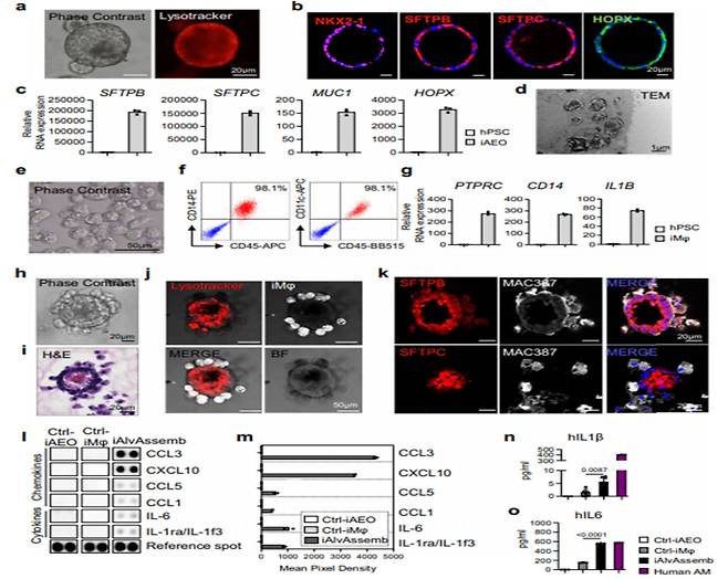 폐포 오가노이드, 대식세포, 폐포 어셈블로이드의 특성 검증. (a-d)전분화능 줄기세포로부터 분화된 3차원 폐포 오가노이드의 면역염색사진 및, 대표 유전자발현비교, TEM 이미징을 통한 lamellar body형성 검증, (e-g)전분화능 줄기세포로부터 분화된 대식세포의 세포사진 및 대표마커의 발현 검증을 위한 FACS분석 및 유전자 발현검증, (h-k)개발된 폐포 어셈블로이드의 세포사진 및 면역염색을 통한 대표마커 발현검증, (l-o)폐포 오가노이드. 대식세포, 폐포 어셈블로이드의 면역 매개 물질 분비량 비교 및 ELISA분석을 통한 검증. 한국생명공학연구원
