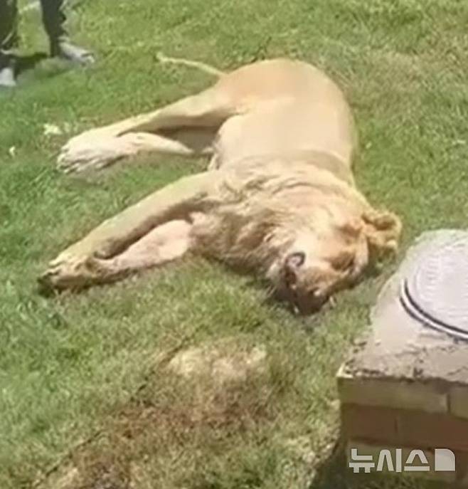 [서울=뉴시스] 이라크에서 한 남성이 자신이 기르던 애완 사자에게 공격당해 숨지는 충격적인 사건이 발생했다. (사진=데일리메일)
