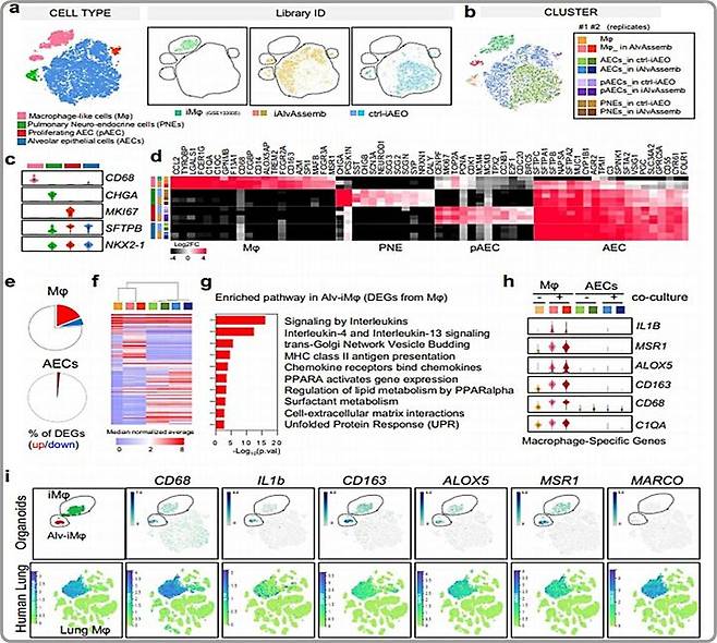 [대전=뉴시스] 생명공학연구원이 질병관리청과 함께 인간 폐를 모사한 ‘폐포 어셈블로이드(iAlvAssemb)’를 개발했다. 사진은 단일세포 전사체분석을 통한 폐포 어셈블로이드 특성 분석도.(사진=생명공학연구원 제공) *재판매 및 DB 금지