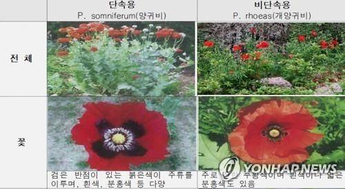 마약 원료인 양귀비와 관상용인 개양귀비 구분 방법(자료사진) [경찰청 제공]
