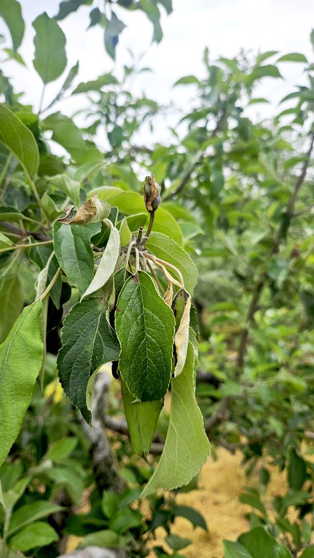12일 충북 충주의 한 사과원에서 올들어 처음으로 과수 화상병이 발생했다. 의심 증상 나무 이파리 모습. 농촌진흥청