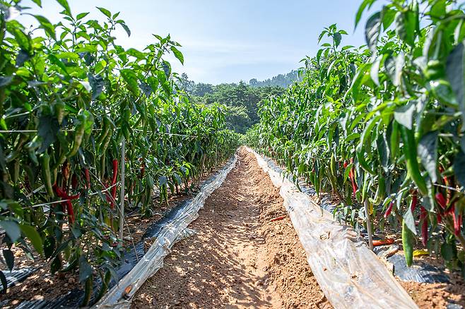 고추밭. 클립아트코리아 제공