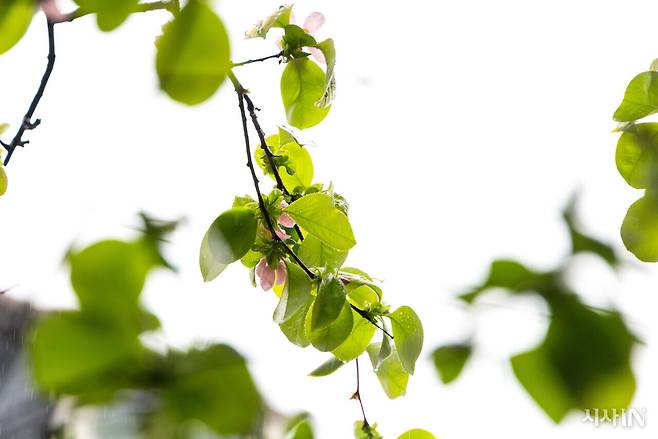 ‘두더집’ 마당에 핀 모과나무 꽃. 꽃말은 ‘평범’이다. ⓒ시사IN 신선영