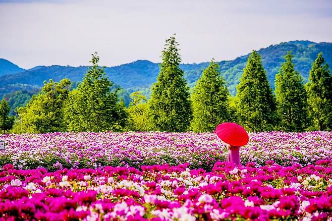 단 2주만 볼 수 있는 작약꽃밭! 핫들생태공원에서 만나보세요.