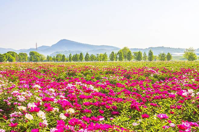 단 2주만 볼 수 있는 작약꽃밭! 핫들생태공원에서 만나보세요.
