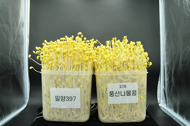 나물콩 신품종 해찬(왼쪽·밀양397)과 풍산나물콩 가공 시험 [제주도 제공. 재판매 및 DB 금지]